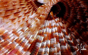This closeup image of a Feather Duster was taken while di... by Steven Anderson 